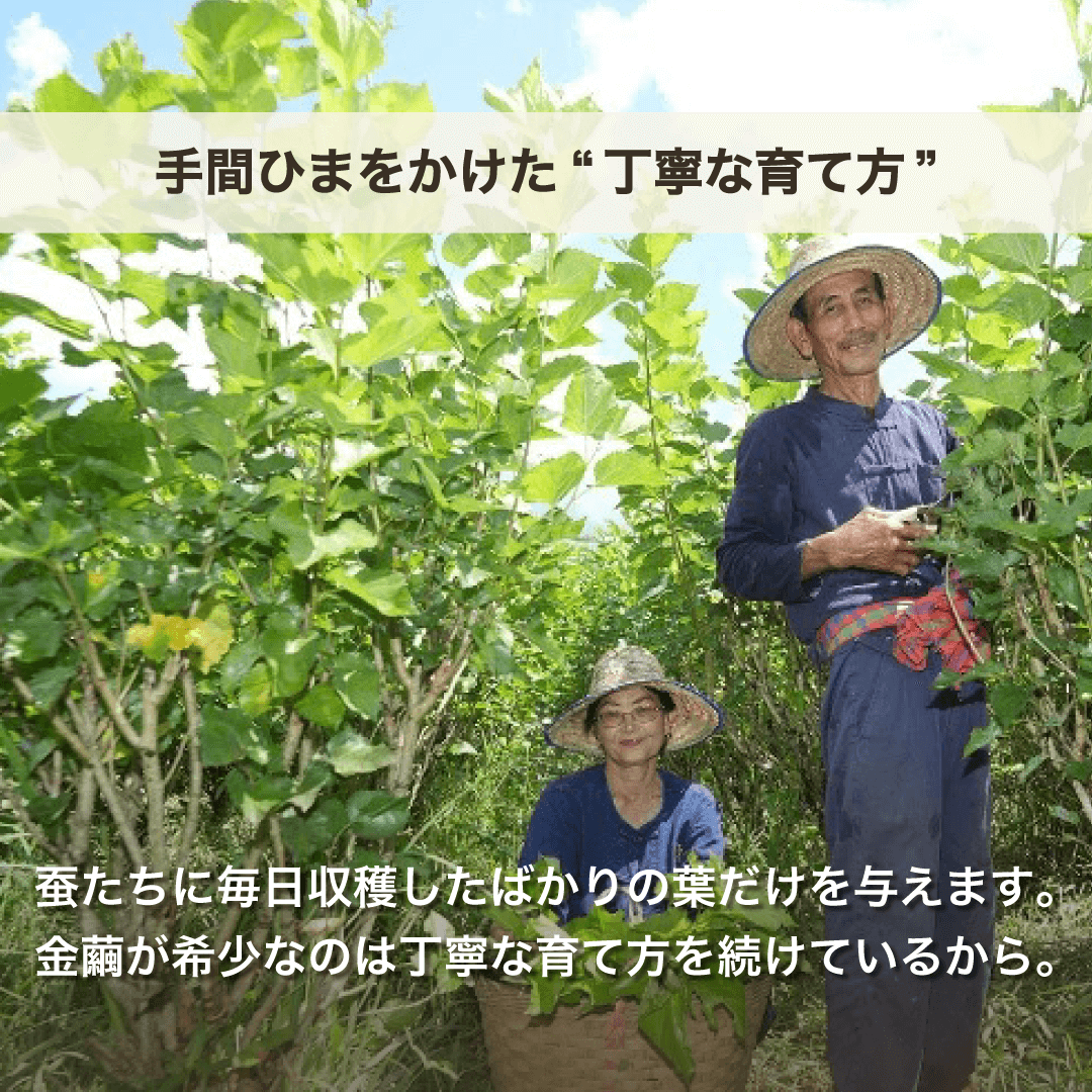 MAYURO【ﾃﾞﾘｹｰﾄｿﾞｰﾝの洗浄＆保湿】金繭ｼｭｶﾞｰﾓｲｯｼｭ