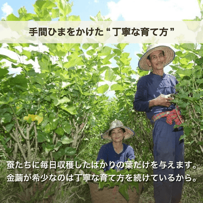 MAYURO【ﾃﾞﾘｹｰﾄｿﾞｰﾝの洗浄＆保湿】金繭ｼｭｶﾞｰﾓｲｯｼｭ